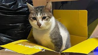 茶茶被虐死　呂秋遠怒極喊話要這樣做