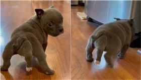 鬥牛犬,第五條腿（圖／翻攝自抖音）