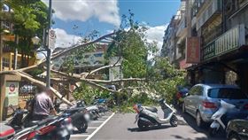 松山民生國中校樹倒塌 翻攝畫面
