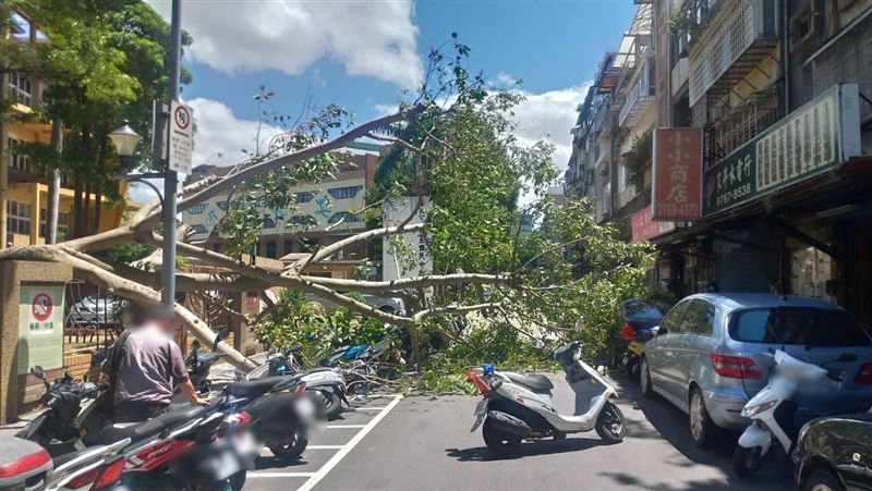 北市民生國中校樹倒塌　壓壞數台機車