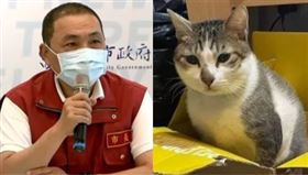 虎斑貓茶茶，侯友宜