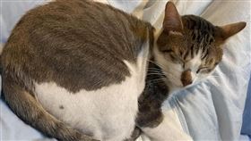 虐貓,茶茶,林耀宗,蘆洲 (圖／林耀宗臉書)