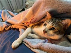 ▲遭毆打，被熱水淋燙傷的虎斑貓「茶茶」。（圖／翻攝自動保人士林耀宗臉書）