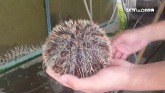 怒控開海膽收500元　業者：不可能