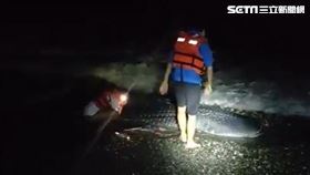以為漂流木！4公尺長「鯨鯊」擱淺台東沙灘　死因待解剖（圖／記者王浩原攝影） 