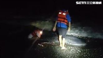 4M長鯨鯊擱淺台東沙灘　死因待解剖