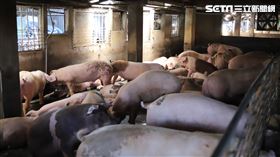 江啟臣 花蓮 養豬農 圖／國民黨提供