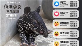 動物園,馬來貘,寶寶,命名,投票,台北市立動物園3
https://www.facebook.com/TaipeiZoo/photos/4620641014647342