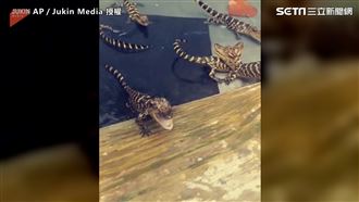 小鱷魚餵食秀　超小身形顛覆兇猛形象