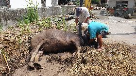 「無米樂」文林伯飼養水牛「牛牛」疑誤