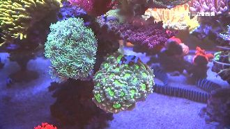 「奢華系」水族箱！一缸要價500萬