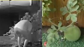 開學,暑假作業,西瓜,（圖／翻攝自人民網微博）