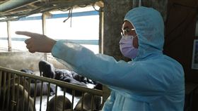 ▲ 非洲豬瘟 飼料豬 黑毛豬 飼養 養豬場 （圖／農委會提供） 