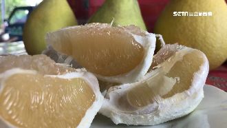 麻豆文旦王！限量帝王級幾乎賣光光