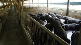 （圖／農委會提供）非洲豬瘟