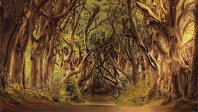 樹　樹木（圖／翻攝自Pixabay）