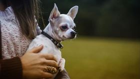 吉娃娃跳上泰絲肚子，擠出腫瘤形狀，救了她一命。（圖／翻攝自pixabay）