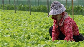 農民(農委會提供)