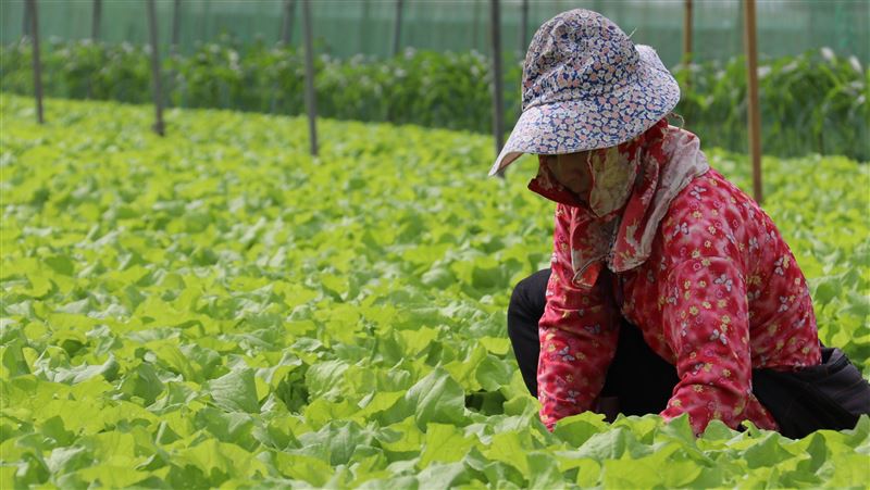 農民職災保險　10日起納入職業病