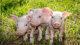 迷你豬

https://www.flickr.com/photos/129972733@N06/20967922932/in/photolist-xWS5YC-9Vrs9P-qh7LVm-245ZrPx-5LUZhR-6gcXw-NvZBbs-2213wzf-29gvWz7-2dQt6mw-H7dy1c-5gNQWi-An13jW-7T4Cy3-5kEPde-dpTTix-8yyLDa-NYSg