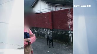 騎士遭狗追慘摔車　飼主：狗沒碰到人