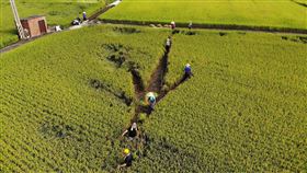 農民/農夫/農田/稻田(霧峰區農會提供)