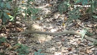 柴山龜殼花咬人　她手指遭咬腫脹發黑