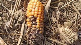 台南,廢棄爐渣,農田,後壁區,重金屬,玉米（圖／翻攝畫面）