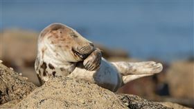 今年搞笑野生動物攝影獎有許多亮點，其中包括一隻看似遮嘴咯咯笑的灰海豹寶寶。（圖／翻攝自搞笑野生動物攝影獎網頁comedywildlifephoto.com）

