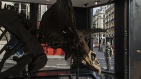 本次投入拍賣的化石被命名為「大約翰」，曾生存於距今約6800萬至6600萬年前的白堊紀末期。(圖／美聯社／達志影像)
