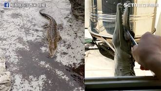 淹水！鱷魚衝頂樓狂游　吃飯如滄龍跳