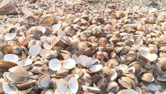 萬斤文蛤剩空殼　養殖戶怨彰化沒補助