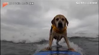 汪汪大秀衝浪技能　浪來兩腳仍站超穩