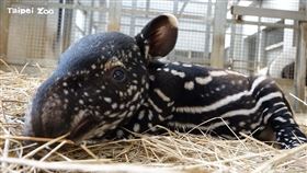 馬來貘(台北市立動物園提供)