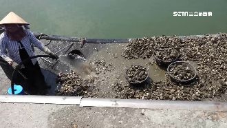 中秋蚵仔飆漲！小偷覬覦搭船筏出海偷