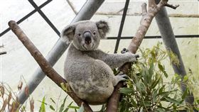 無尾熊，台北市立動物園提供
