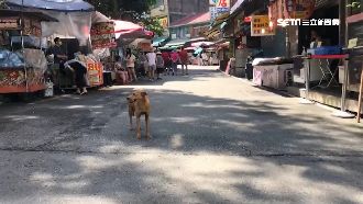 機師足跡害觀光　內灣老街業績剩1成