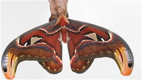 皇蛾（台北市立動物園）