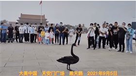 黑天鵝,天安門,升旗,（圖／翻攝自推特@liu_xiaoyuan）