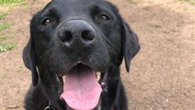 交友軟體神展開！配對愛犬前飼主　「重逢畫面」感動萬網（圖／翻攝自JimNo推特）