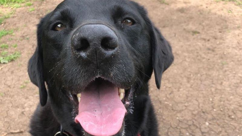 交友軟體配對前飼主　重逢愛犬畫面曝