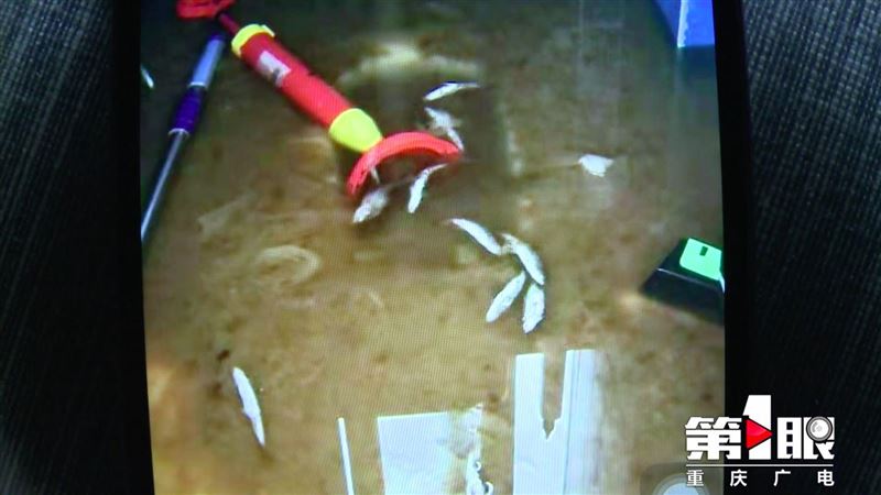馬桶半夜噴發…水灌4樓還有魚在游