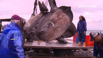 難得一見！東石捕獲180公斤翻車魚