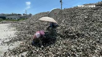 蚵仔漲價！東石婆媽「撿蚵底」賺外快