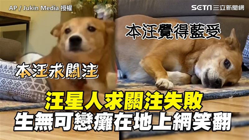 汪星人求關注失敗　生無可戀癱在地上