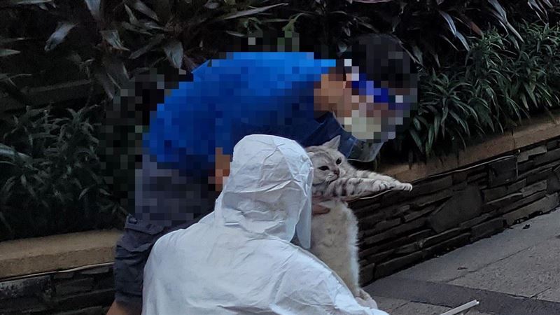 板橋4百住戶清空！胖萌貓滿臉無奈