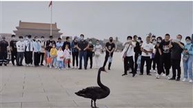 黑天鵝,天安門,升旗,（圖／翻攝自推特@liu_xiaoyuan）