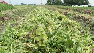 颱風未到菜價漲　每公斤回漲至45元