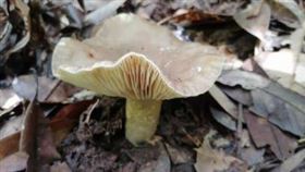 上山採野菇回家煮！一家3口遭毒死（圖／翻攝自微博）