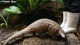 穿山甲穿胖辭世（動物園提供）